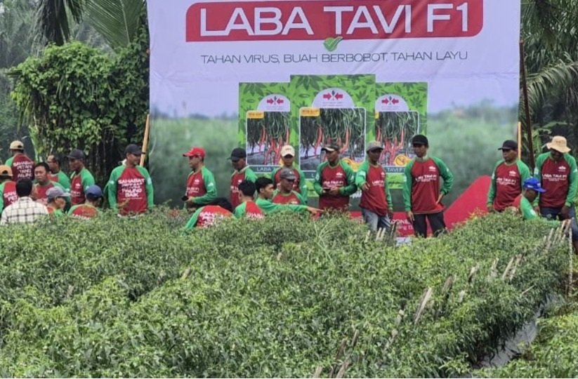 Ketika El Nino Bikin yang Lain Tewas, Panen Cabai Ini Tetap ‘Pedas’ 